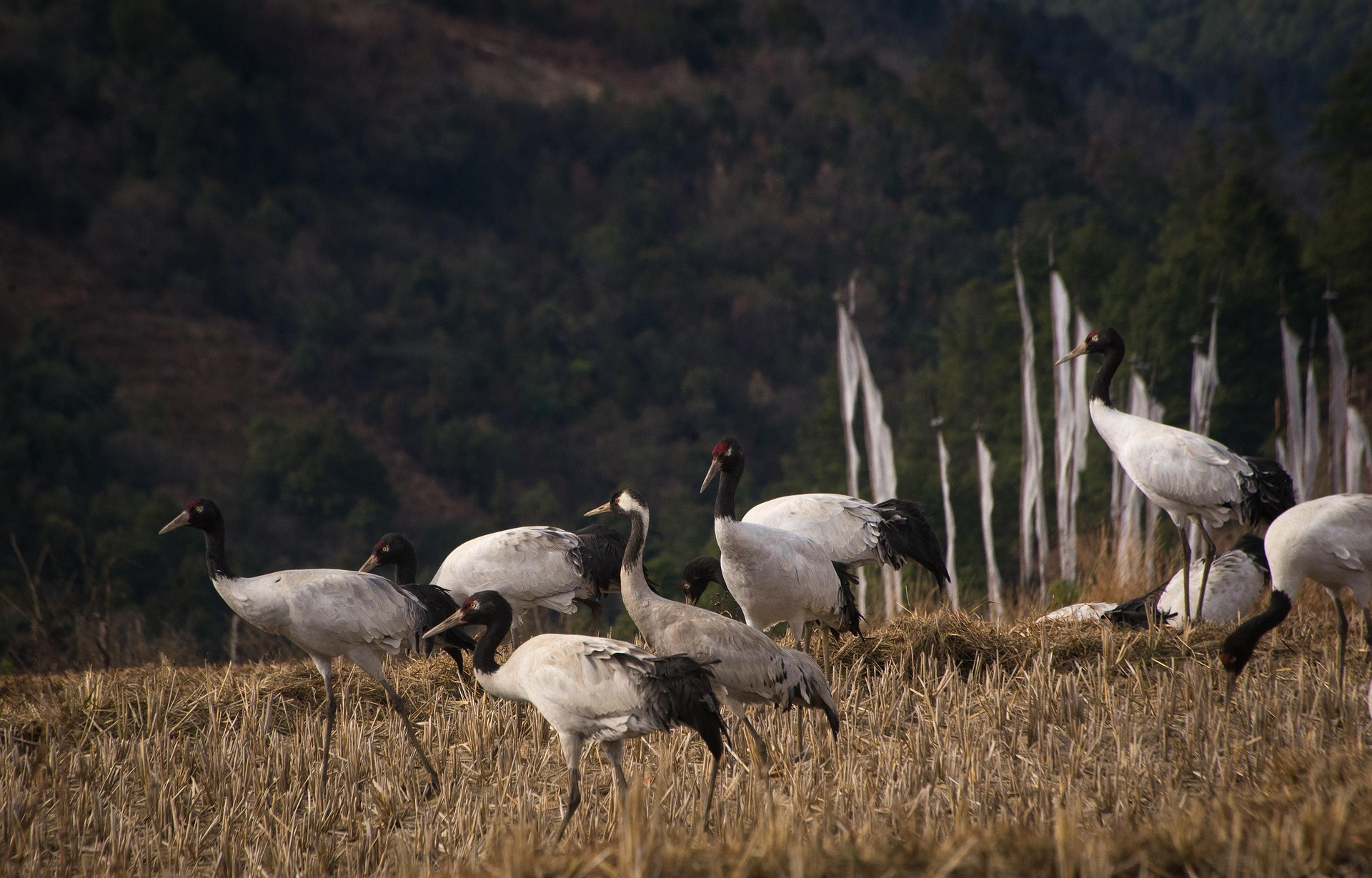 Black necked crane a popular place in bhutan